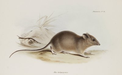 الفأر ، جزر غالاباغوس ، ج 1832-1836 بواسطة فنان غير معروف