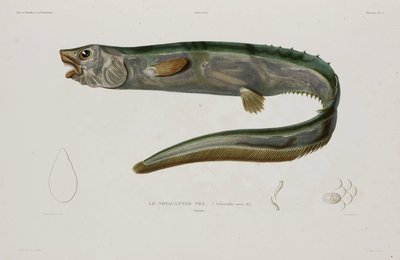 Natacanthus nasus ، أيسلندا ، أوائل القرن التاسع عشر بواسطة فنان غير معروف