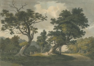 Needwood Forest: لوحة ألوان مائية ، بدون تاريخ [أوائل القرن التاسع عشر] بواسطة غير معروف