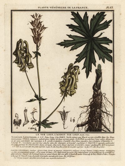 لعنة الذئب الشمالية ، Aconitum lycoctonum. بواسطة فنان غير معروف