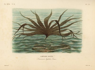 Oarweed ، Laminaria digitata ، Laminaire digitata بواسطة غير معروف