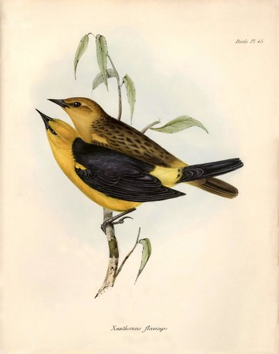علم الطيور "Certhidea olivacea olivacea" زيتون جيوسبايز الذي لاحظه ووصفه تشارلز داروين أثناء رحلته الاستكشافية على متن السفينة بيجل. لوحة من "علم الحيوان في رحلة السفينة H.M.S. Beagle. الرحلة. الثالث، الطيور التي وصفها جون جولد، مع ملاحظة عن بواسطة فنان غير معروف