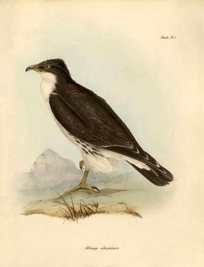 علم الطيور "ميلفاغو ألبوغولاريس" أو الكاراكارا التي وصفها تشارلز داروين (1809-1882) خلال بعثته على متن السفينة بيغل. لوحة من كتاب "الطيور التي وصفها جون جولد، مع ملاحظة عن عاداتها بقلم تشارلز داروين بواسطة فنان غير معروف