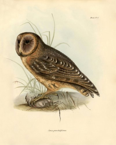 علم الطيور: بومة "Strix punctatatissima" التي وصفها تشارلز داروين (1809-1882) خلال بعثته على متن السفينة بيغل. لوحة من "الطيور التي وصفها جون جولد، مع ملاحظة عن عاداتها بقلم تشارلز داروين بواسطة فنان غير معروف