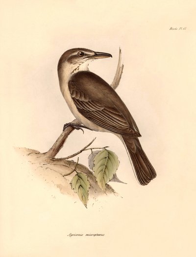 علم الطيور: "Agriornis micropterus" أو "Agriornis micropterus" أو الغاوتشو الأرجنتيني الذي وصفه تشارلز داروين خلال رحلته الاستكشافية على متن سفينة البيجل. لوحة من "علم الحيوان من رحلة السفينة H.M.S. Beagle تحت قيادة الكابتن فيتزروي خلال السنوات من 1832 إلى بواسطة فنان غير معروف