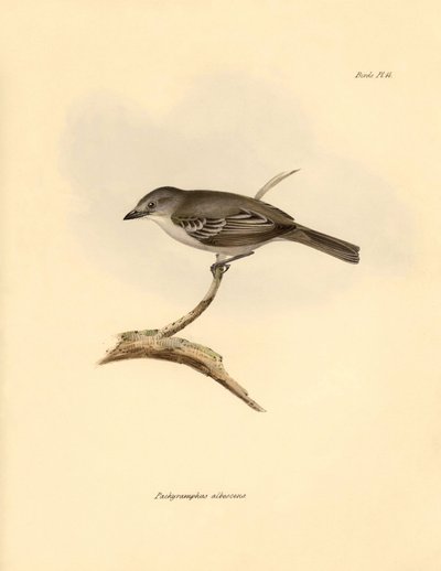 علم الطيور: طائر "Pachyramphus albescens" من فصيلة الزان الذي وصفه تشارلز داروين خلال رحلته الاستكشافية على متن السفينة بيغل. لوحة من "علم الحيوان من رحلة السفينة H.M.S. Beagle تحت قيادة الكابتن فيتزروي خلال السنوات من 1832 إلى بواسطة فنان غير معروف