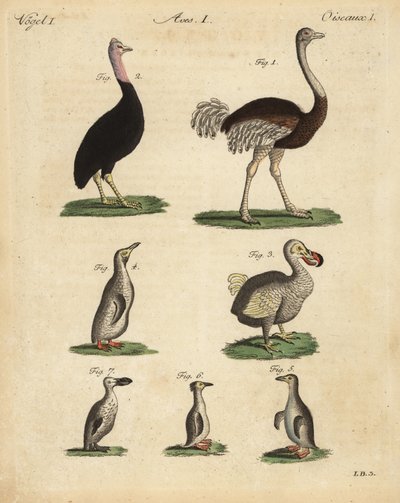 النعامة ، Struthio camelus ، cassowary ، Struthio casuarius ، الدودو المنقرض ، Raphus cucullatus ، وأنواع البطريق بواسطة غير معروف