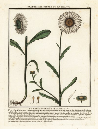 ديزي عين الثور ، Leucanthemum vulgare. بواسطة فنان غير معروف