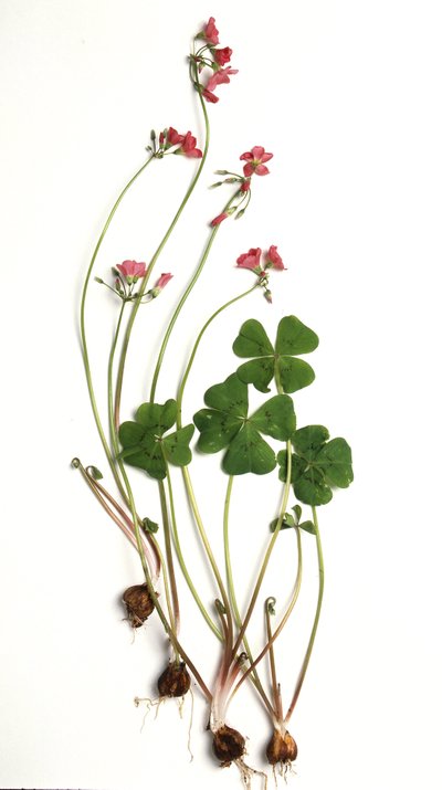 Oxalis tetraphylla / Oxalis deppei / Oxalide of Deppe بواسطة غير معروف