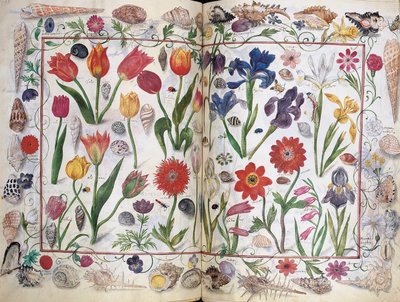 صفحات من ألبوم أميكوروم فيليب هاينهوفر ، 1596-1633 بواسطة غير معروف