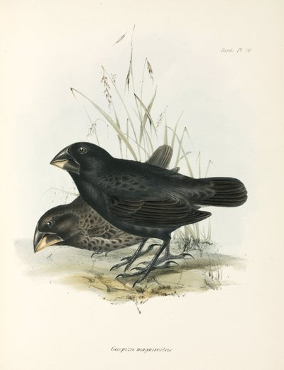 زوج من العصافير الأرضية الكبيرة ، جزر غالاباغوس ، ج 1832-1836 بواسطة غير معروف