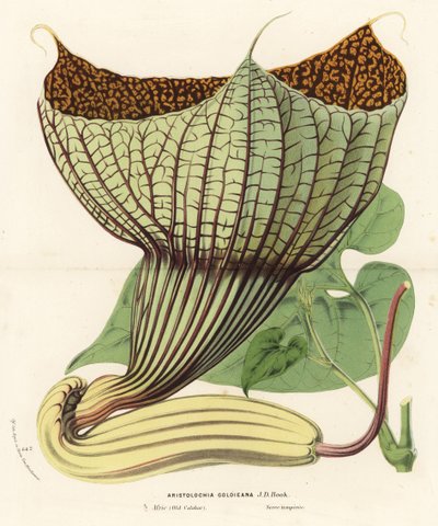 Pararistolochia goldieana (Aristolochia goldieana). مطبوعة حجرية ملونة باليد من كتاب لويس فان هوت وتشارلز لومير "زهور حدائق ودفيئات أوروبا"، زهور حدائق أوروبا وحدائقها، غنت، بلجيكا بواسطة فنان غير معروف