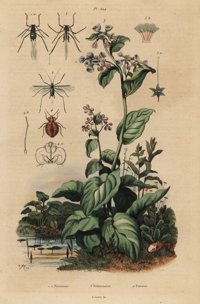 من الخوخ ، Myzus persicae 1 ، وردة المن ، Macrosiphum rosae 2 ، فيرجينيا بلوبلز ، Mertensia pulmonarioides 3 ، و bedbug ، Cimex lectularius 4 بواسطة غير معروف