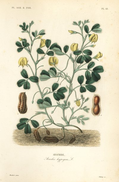 الفول السوداني أو الفول السوداني ، Arachis hypogaea ، Arachide بواسطة غير معروف