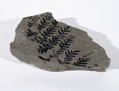 Pecopteris (عاريات البذور سعفة) وجدت في كاميرتون ، سومرست ، العصر الكربوني العلوي (الصورة) بواسطة غير معروف