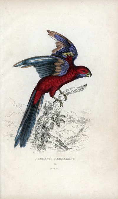 ببغاء بينانت، Psittacus pennantii. Platycercus elegans. بواسطة فنان غير معروف
