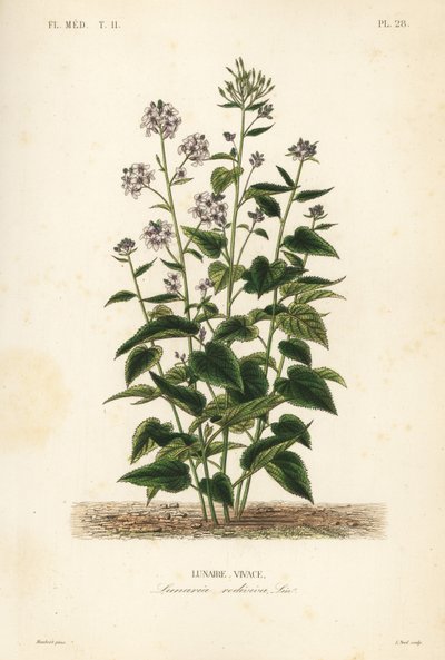 الصدق الدائم ، Lunaria rediviva ، Lunaire vivace بواسطة غير معروف