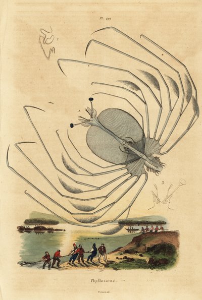 المرحلة اليرقية لورم Phyllosoma من سرطان البحر الشوكي Palinurus elephas بواسطة غير معروف