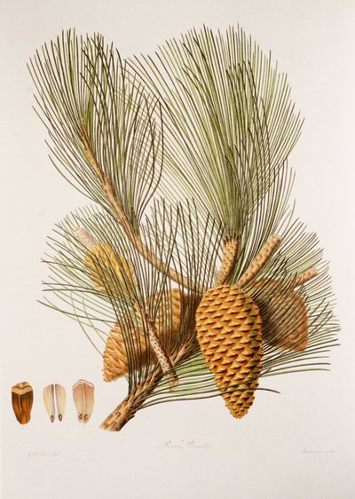 Pinus pinaster / البحر الصنوبر / الصنوبر البحري بواسطة غير معروف