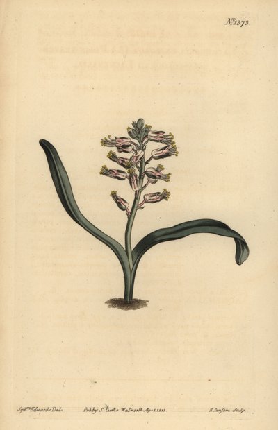 lachenalia أحادية اللون ذات الأوراق العادية ، Lachenalia أحادية اللون بواسطة غير معروف