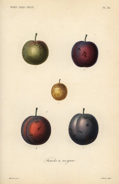 الخوخ والبرقوق ، Prunus domestica بواسطة غير معروف