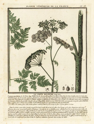 الشوكران السام ، Conium maculatum. بواسطة فنان غير معروف