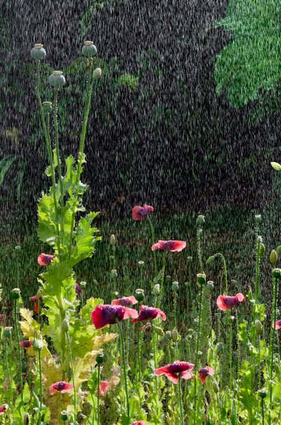 زهور الخشخاش (Papaver somniferum) ورؤوس البذور في هطول الأمطار الصيفية ، غاور ، جنوب ويلز (الصورة) بواسطة فنان غير معروف