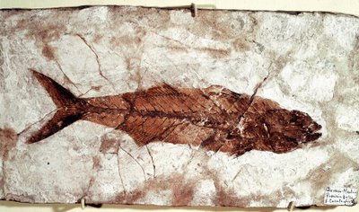عصور ما قبل التاريخ: أحفورة سمكية Sgomber Speciosus من موقع جبل بولكا بواسطة غير معروف