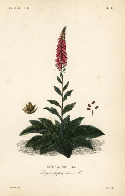قفاز الثعلب الأرجواني أو قفاز السيدة ، Digitalis purpurea ، Digitale pourpree بواسطة غير معروف