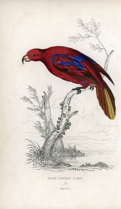 لوري الأحمر، إيوس روبرا Psittacus caeruleatus. مطبوعة حجرية لجوزيف كيد، استناداً إلى رسم لجون أودوبون، في متفرقات التاريخ الطبيعي: الببغاوات، السير توماس ديك لودر والكابتن توماس براون، نُشر في إدنبرة، اسكتلندا، عام 1833. بواسطة فنان غير معروف