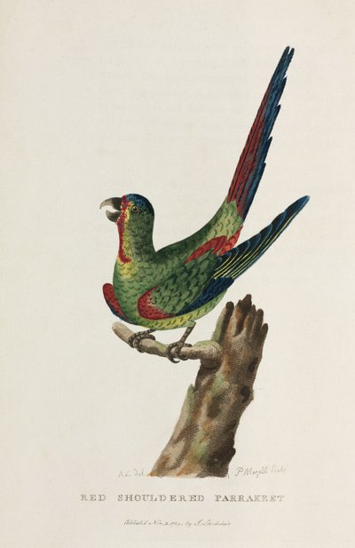 "الببغاء الأحمر شولدر" ، أستراليا ، عام 1788 بواسطة فنان غير معروف