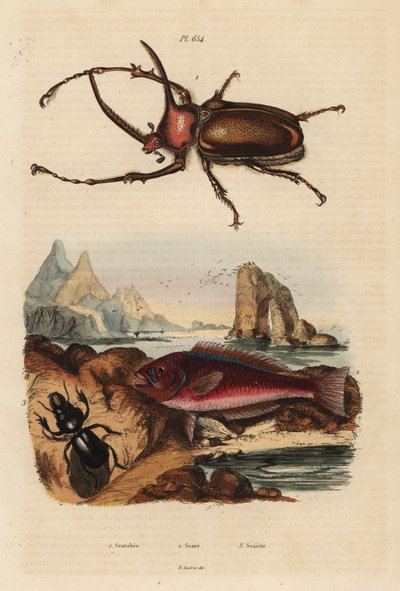وحيد القرن خنفساء الجعران ، Golofa porteri 1 ، Cretan Scar-fish ، Scarus creticus 2 ، و Scarites buparius beetle 3 بواسطة غير معروف