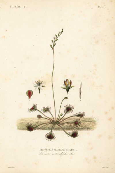 ندية مستديرة الأوراق أو ندية مشتركة ، Drosera rotundifolia ، Droserie a feuilles rondes بواسطة غير معروف