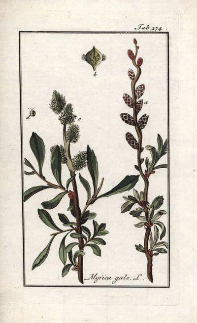 الفلفل الملكي أو الآس المستنقعي (ميريكا جيل). مطبوعة حجرية من "Afbeelding der Arteny-Gewassen" ليوهانس زورن (1739-1799)، هولندا بواسطة فنان غير معروف