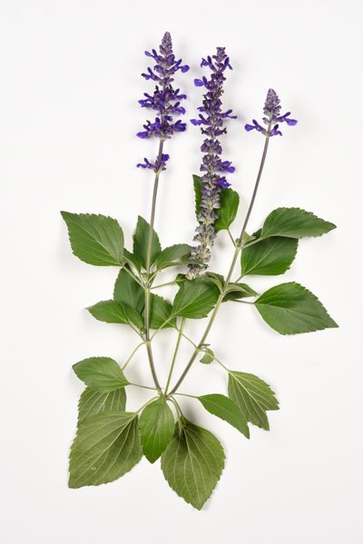 Salvia longispicata (s) farinacea/Big Blue/Hybrid Sage بواسطة غير معروف