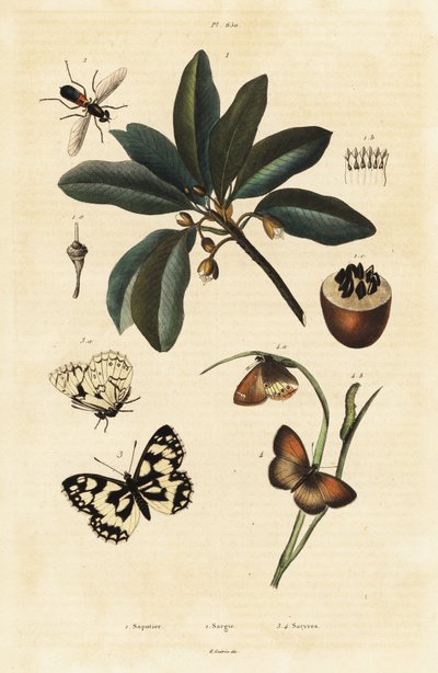 Sapodilla والعث. بواسطة فنان غير معروف