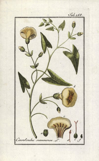 سكاموني (Convolvulus scammonia). مطبوعة حجرية من "Afbeelding der Artseny-Gewassen" ليوهانس زورن (1739-1799)، هولندا بواسطة فنان غير معروف