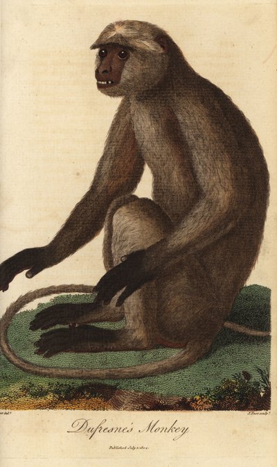 Semnopitheque entelle - اللانغور الرمادي أو اللانغور هانومان، Semnopithecus entellus (قرد دوفرين، سيميا انتيلوس) - نقش على لوح نحاسي ملون يدوي بقلم ج. باس بعد رسم توضيحي لجون بابتيست أودبيرت من كتاب النظام العالمي للنبات لإبينيزر سيبلي بواسطة فنان غير معروف