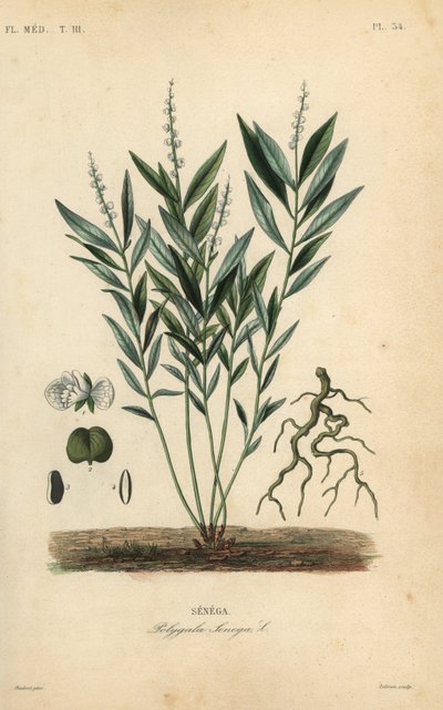 Seneca snakeroot أو جذر الأفعى الجرسية ، Polygala senega ، Senega بواسطة غير معروف