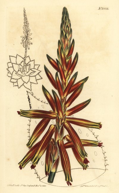 صبار قصير الأوراق ، Aloe brevifolia var بواسطة غير معروف