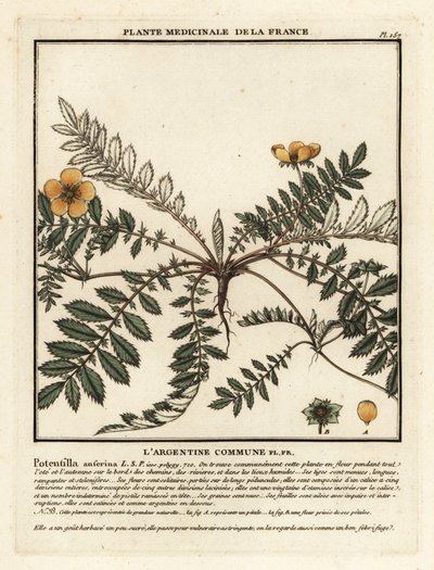 سيلفرويد ، Potentilla anserina. بواسطة فنان غير معروف