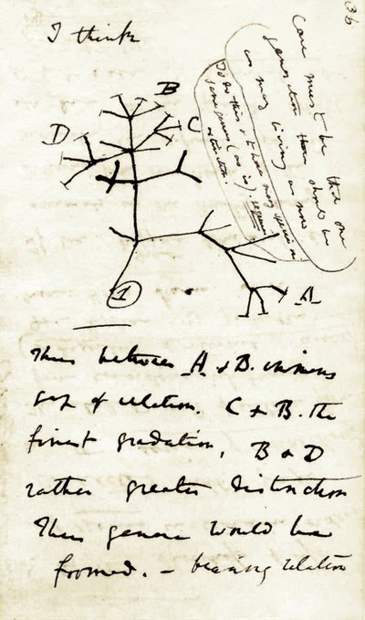 رسم تخطيطي لتشارلز داروين (1809-1882) من أول دفتر ملاحظاته "تحول الأنواع": هذا أول رسم تخطيطي له يشير إلى نظريته في التطور. 1837 بواسطة فنان غير معروف