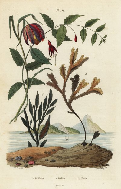 رأس الأفعى ، Fritillaria Meleagris 1 ، الطائر الطنان الفوشيا ، Fuchsia Magellanica 2 ، الثعلب المسنن ، Fucus serratus 3 و Fucus siliqueux 4. Fritillaire ، Fuchsie ، Fucus بواسطة غير معروف