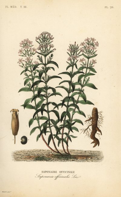 Soapwort أو Soapwort ، Saponaria officinalis ، Saponaire officinale بواسطة غير معروف
