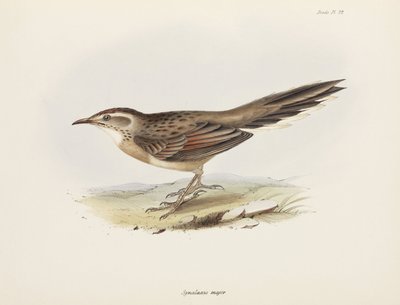 Spinetail ، أمريكا الجنوبية ، عام 1832-1836 بواسطة فنان غير معروف