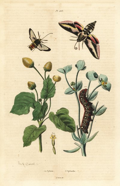 Spurge hawk-moth, Hyles euphorbiae, and caterpillar 1, hornet moth, Sesia apiformis 2, and toothache plant, Spilanthes species بواسطة غير معروف