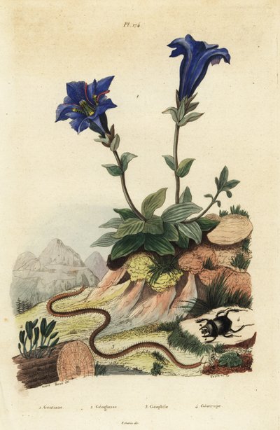 الجنطيانا الخالي من الجذع ، Gentiana acaulis 1 ، Clavaria ophioglossoides 2 ، حريش ، Geophilus walckenaerii 3 وخنفساء الجعران ، Geotrupes momus 4 بواسطة غير معروف