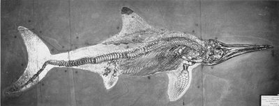 Stenopterygius megacephalus (أكسفورد Ichthyosaur) وجدت Nr. شتوتغارت ، ألمانيا ، فترة لياس العليا بواسطة غير معروف
