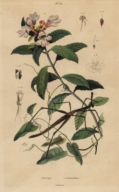 حشرة العصا ، Proscopia granulata 1 ، وشجيرة عيد الميلاد الفيكتوري ، Prostanthera lasianthos 2 بواسطة غير معروف