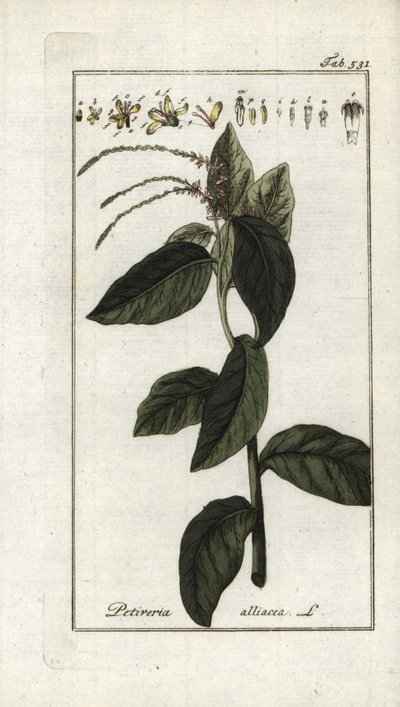 رعي الحمام النتن أو ليانا الثوم (بيتيفيريا ألياسيا). مطبوعة حجرية من "Afbeelding der Artseny-Gewassen" ليوهانس زورن (1739-1799)، هولندا بواسطة فنان غير معروف